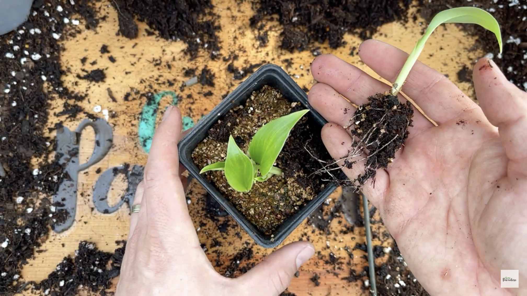 how to grow banana plants from seed - grow paradise