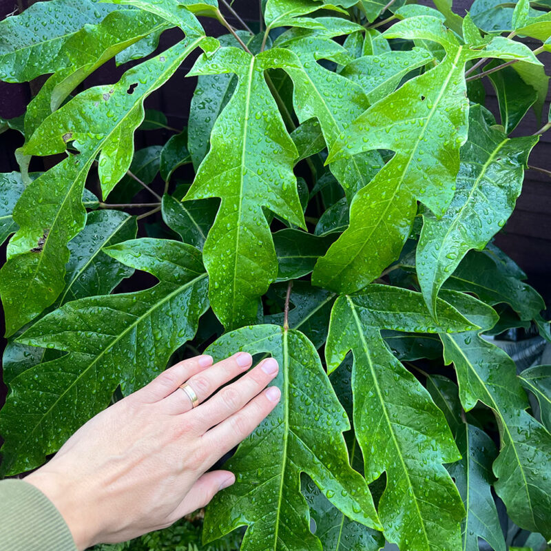 Grow Paradise Gardening Tips Tricks grow-paradise-gardening-tips-tricks